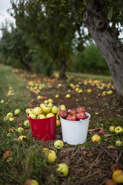apple picking in metal buckets